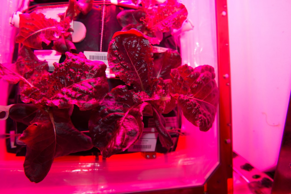 iss044e033362-veggie1_1[1]