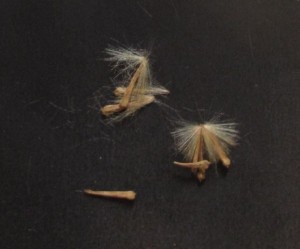 PhillParkersMoonSycamoreSeeds